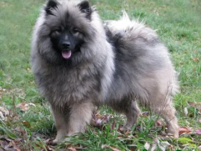 německý vlčí špic - keeshond