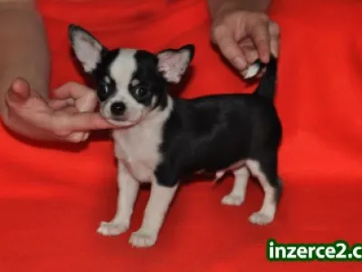 Náhled