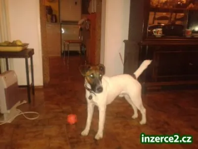 Hlídání pejska