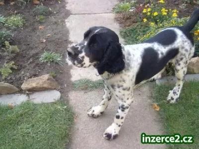 Nabízím ke krytí psa, anglický špringršpaněl