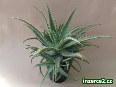 ALOE