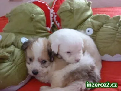 Čistokrevná štěňátka Coton de Tulear bez PP