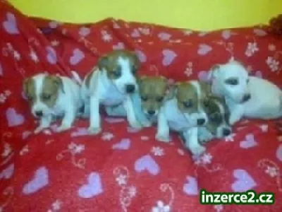 štěnátka jack russell terier