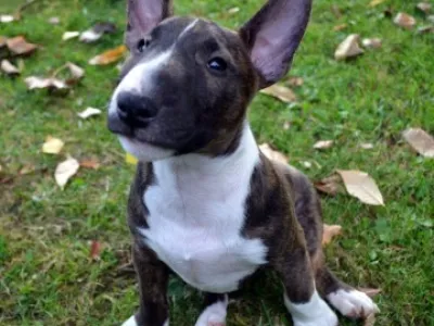 Štěňátka Miniaturní Bull Terrier
