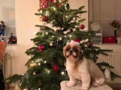 Shih-tzu krásný hodný pejsek