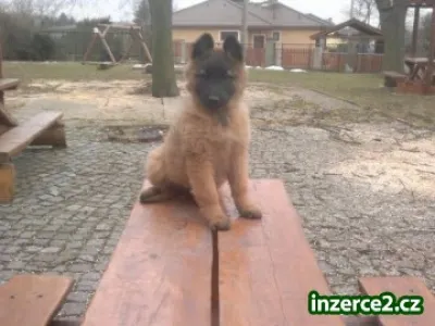Belgický ovčák tervueren