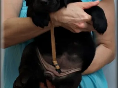 Krásná štěňátka labradoru