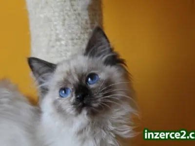Ragdoll kotě s PP
