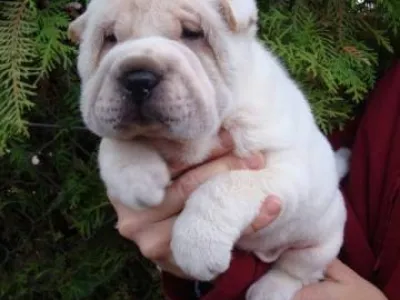ŠARPEJ, Shar-pei