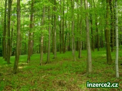 Výkup lesů k těžbě