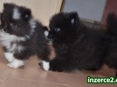 německý špic malý a trpasličí