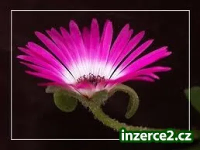 Vydělávejte z domova-celá ČR