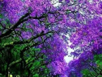 Sazenice Paulownia-Kirl,Biomass,Elongata,Tomentosa