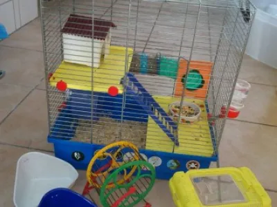 2 džungarské samičky + klec + kompletní výbava SPĚCHÁ