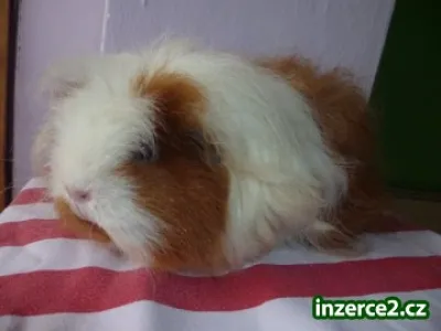 merino samička s PP + vybavená klec akutně SPĚCHÁ