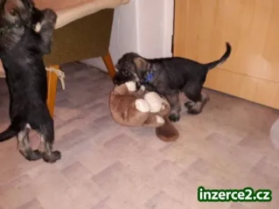 Knírač střední pepř a sůl