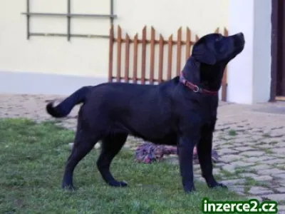 Prodám mladou fenku labradora s PP