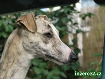 vipet , whippet krytí