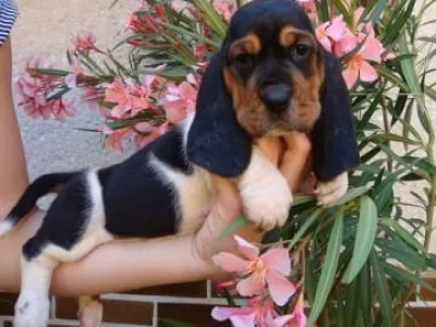 Baset, Basset, Basset Hound
