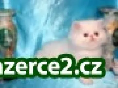 4 Čistokrevná kočky BKH / kocovina z vynikající chovatelské linie!