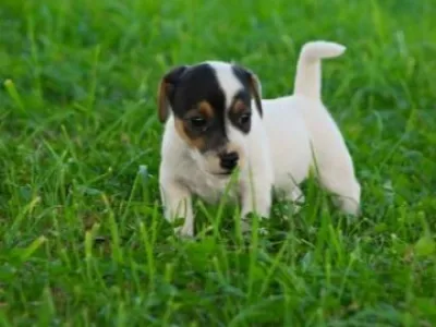 Jack Russel terier - prodám štěnata JRT