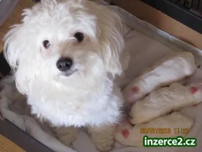Prodej feneček a pejska Coton de Tulear vhodné i pro alergiky