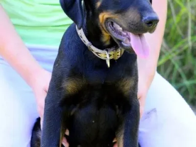 Beauceron s PP