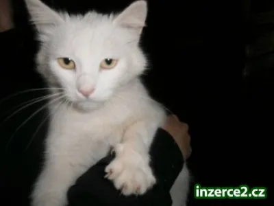 Daruji kočičku