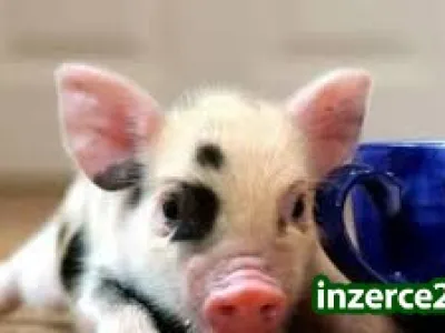 Práce z domu-celá Čr