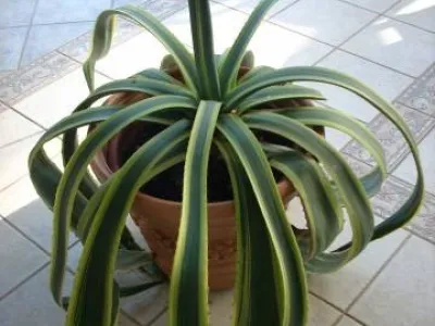 Daruji agave