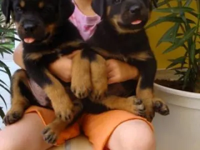 Rotvajler, Rottweiler, RTW