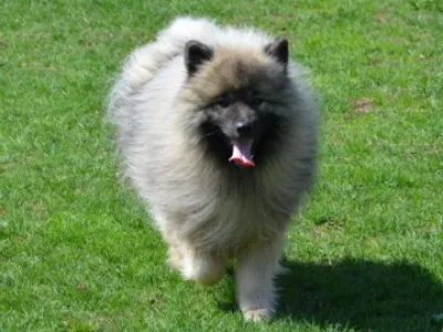 keeshond - vlčí špic