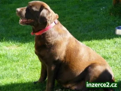 Štěňata Labradorský retrívr s PP