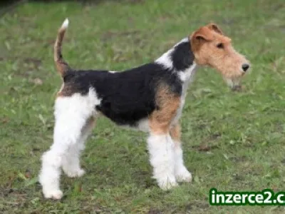 prodam stenata foxterier drsnosrsty