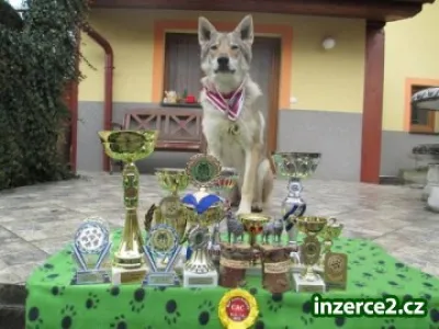 Náhled