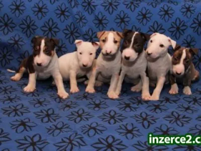 Miniaturní bullterier s PP