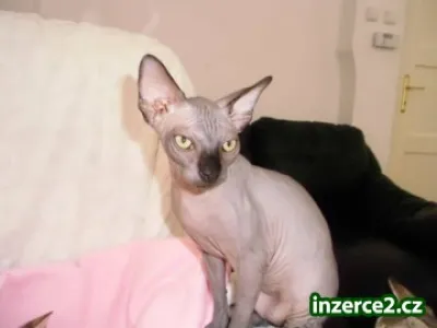 Krytí černým kocourkem Kanadský sphynx PP