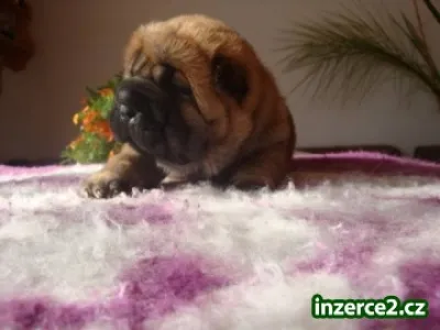 Šarpej, Shar-pei