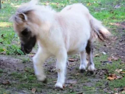 Minipony