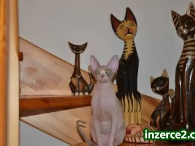 KANADSKÝ SPHYNX S PP