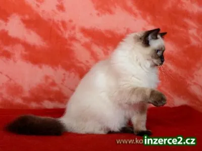 Úžasná ragdoll kočička s PP