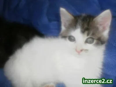Daruji koťátko