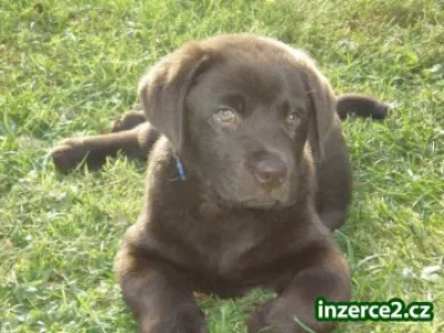 Labradorský retriever - čoko barva s PP
