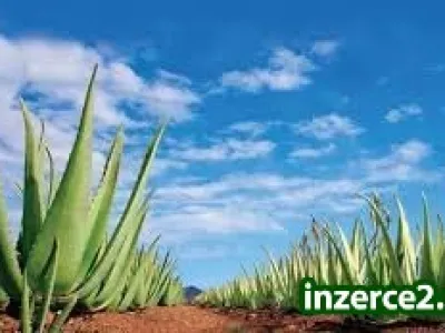 Chcete vydělávat s Essens!