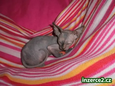 Kanadský sphynx s PP
