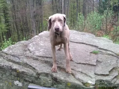 Výmarský ohař - krytí