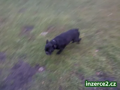 daruji 8 letou fenku  francz. buldočka