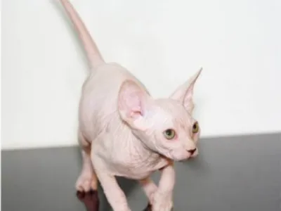 Kanadský sphynx s PP.