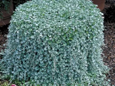 Dichondra - stříbrý déšť 20 semen