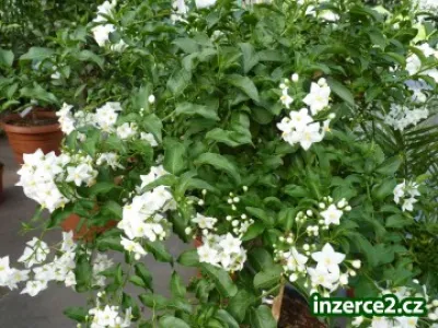 SOLANUM JASMINOIDES - LILEK JASMÍNOKVĚTÝ